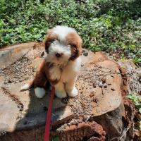 bearded collie