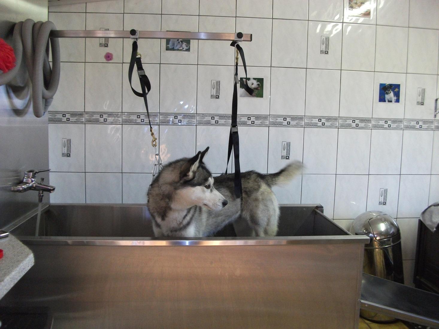 accueil bain husky sibérien