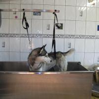 accueil bain husky sibérien