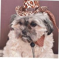candi cowboy
