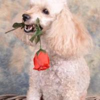 caniche abricot