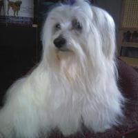 bichon maltais