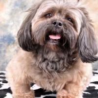 Lhassa apso