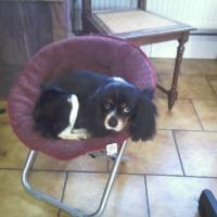 Cavalier King Charles