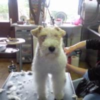 fox terrier