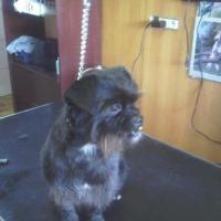 griffon bruxellois