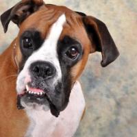 boxer