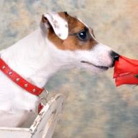 jack russel