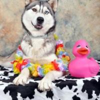 husky sibérien