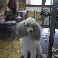 petit caniche gris