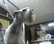 schnauzer