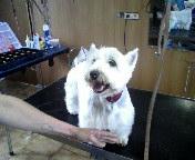 Westie