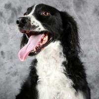 Border collie