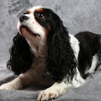 cavalier king charles
