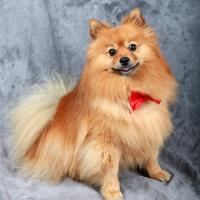 spitz
