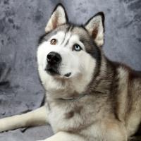 husky