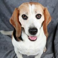 beagle