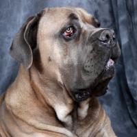 cane corso