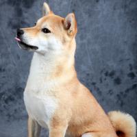 shiba inu