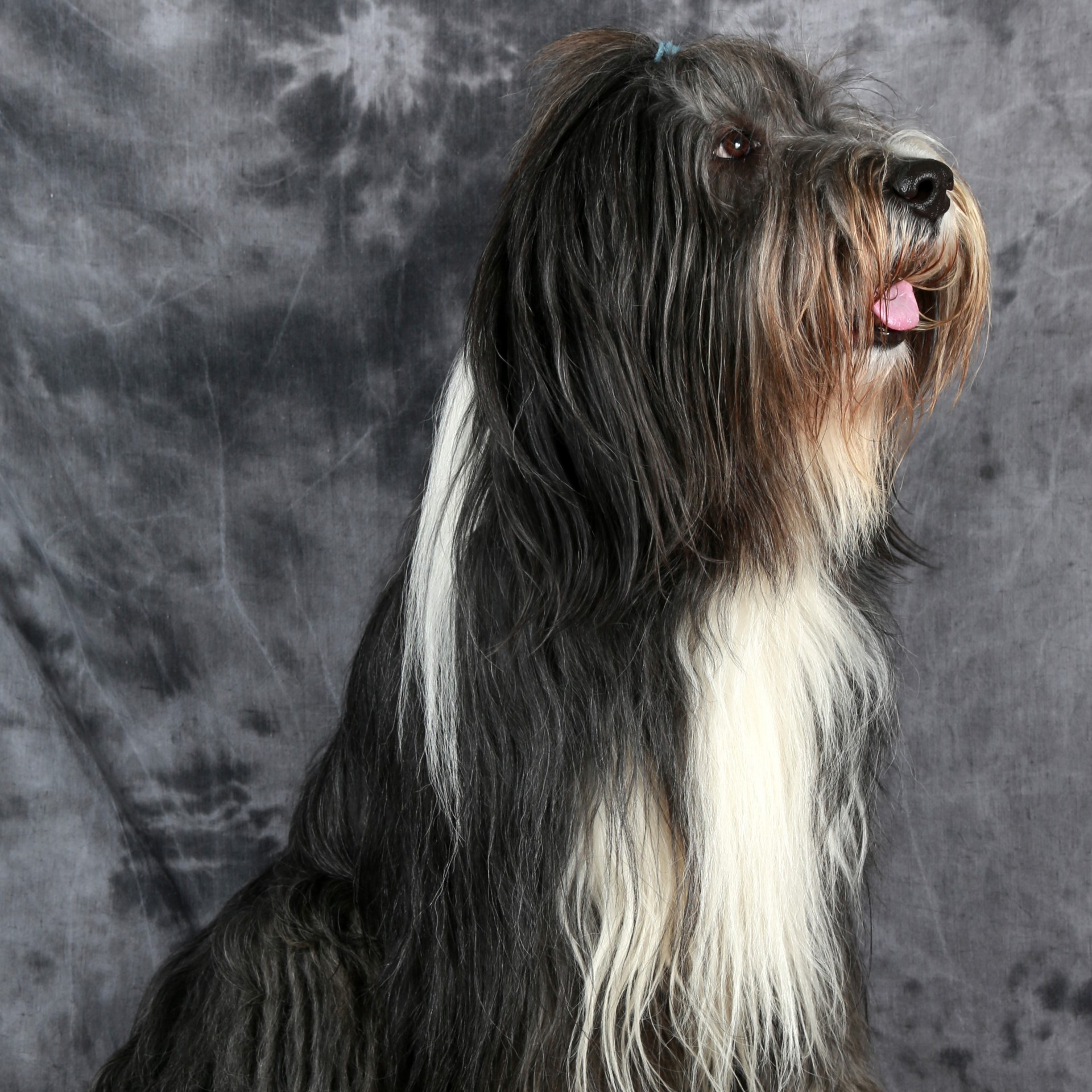 bearded collie