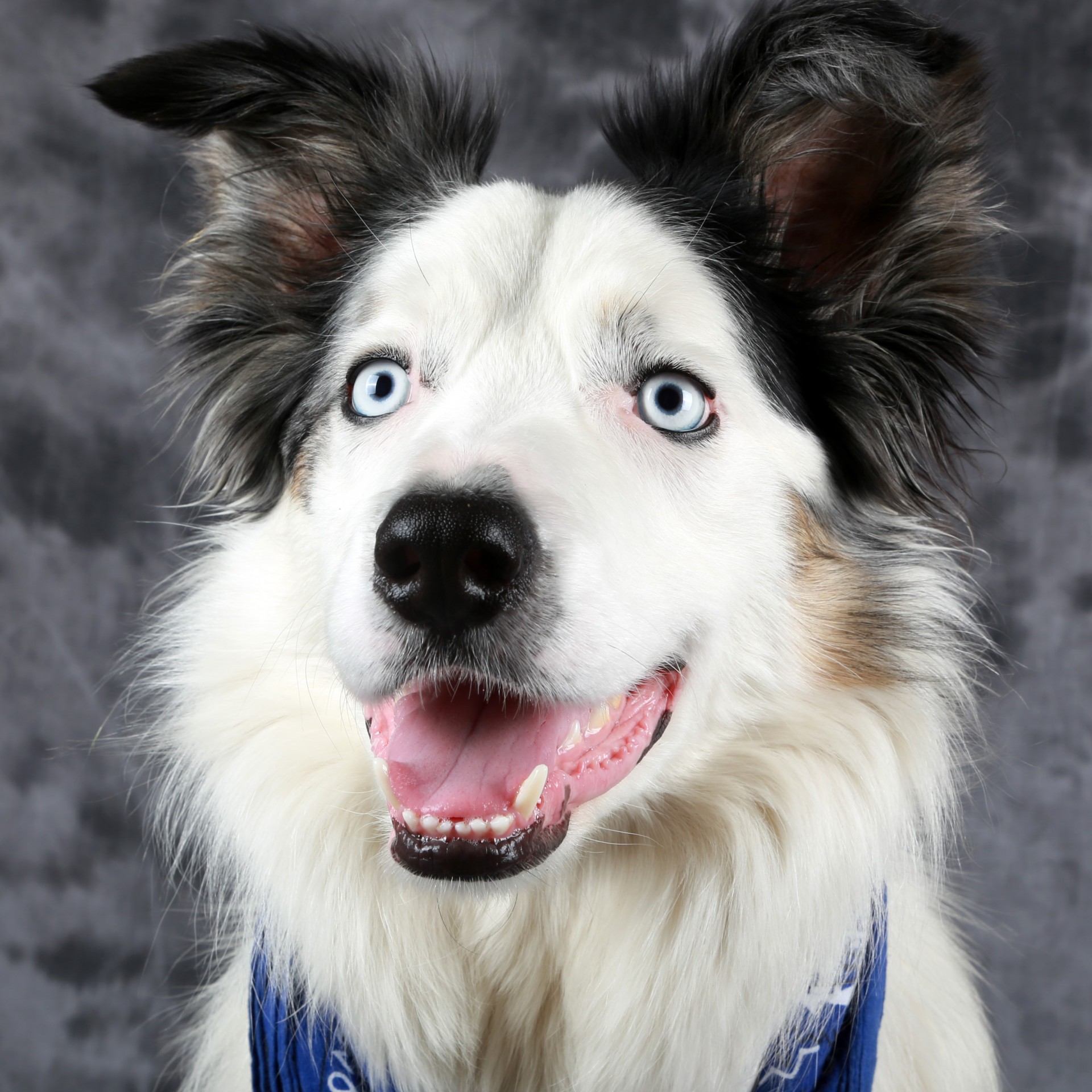 Border collie