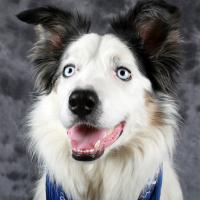 Border collie