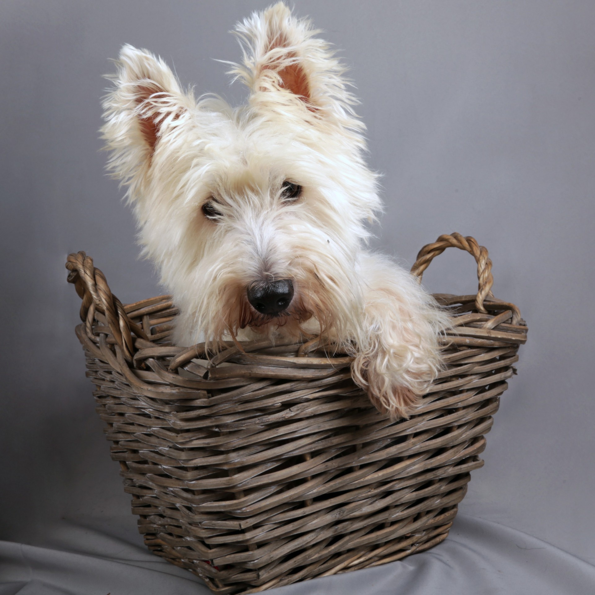 west highland terrier