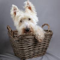 west highland terrier
