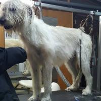 irish wolfhound
